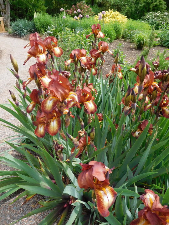 Iris 'Kent Pride'