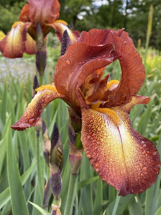 Iris 'Kent Pride'