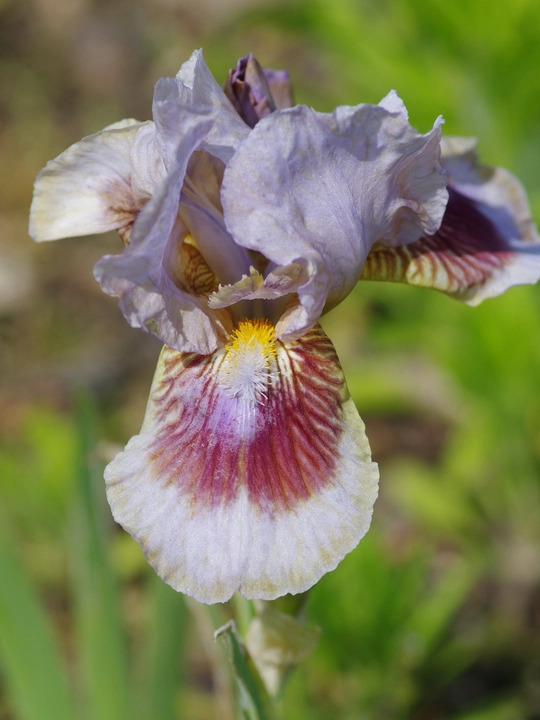 Iris 'Langport Storm'