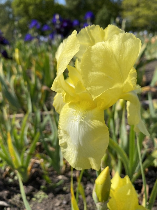 Iris 'Lemon Ice'