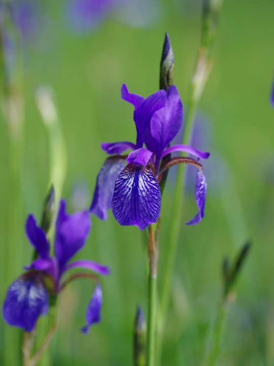 Iris longipetala