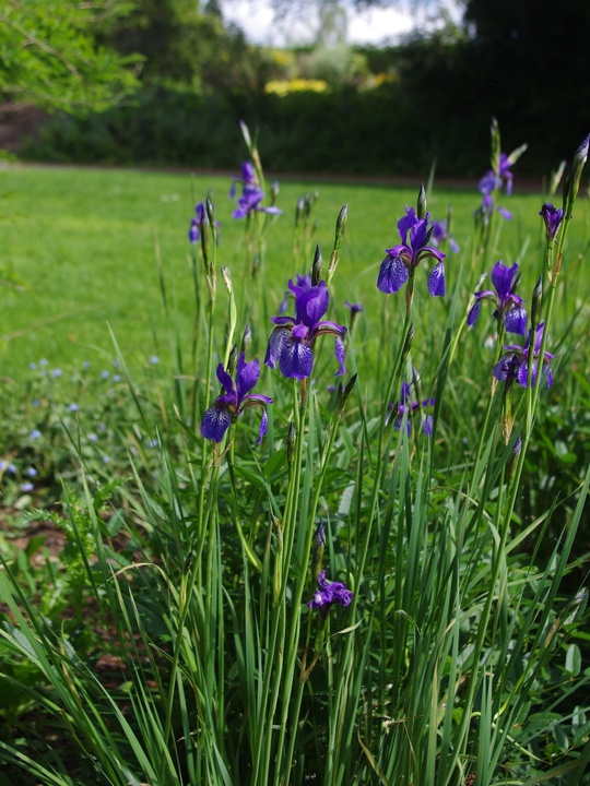 Iris longipetala