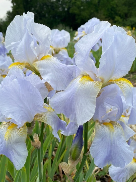 Iris pale blue, possible Benton Iris