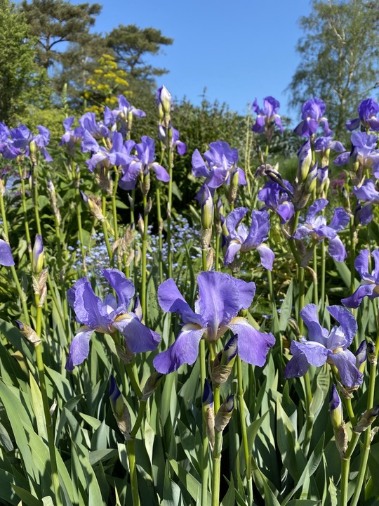 Iris pallida subsp. pallida