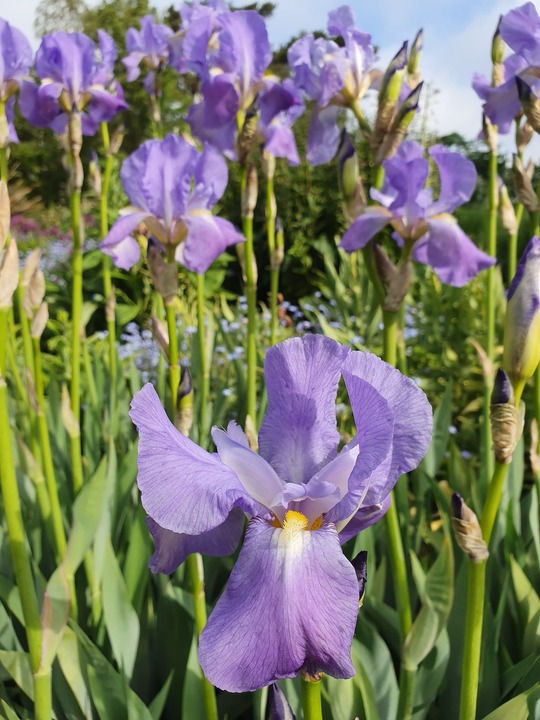 Iris pallida subsp. pallida