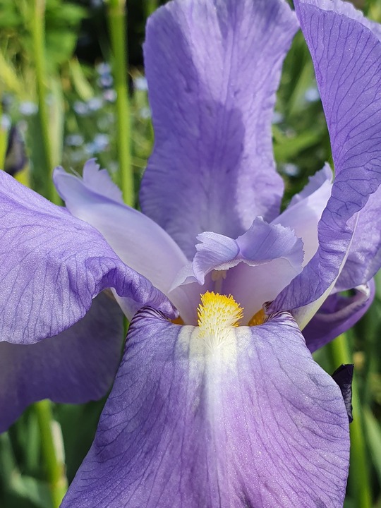 Iris pallida subsp. pallida