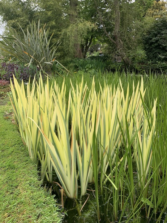 Iris pseudacorus 'Variegata'