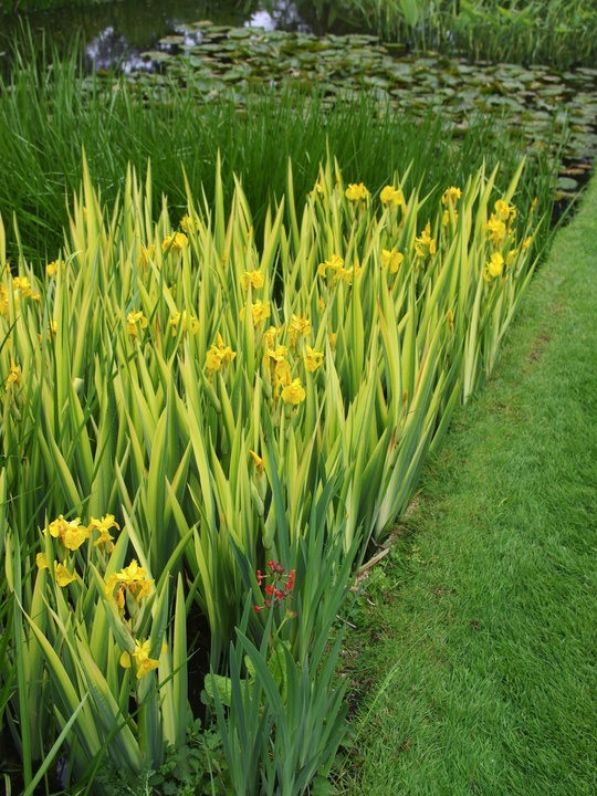 Iris pseudacorus 'Variegata'