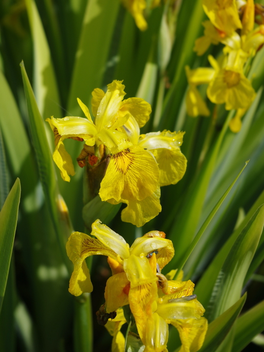 Iris pseudacorus 'Variegata'