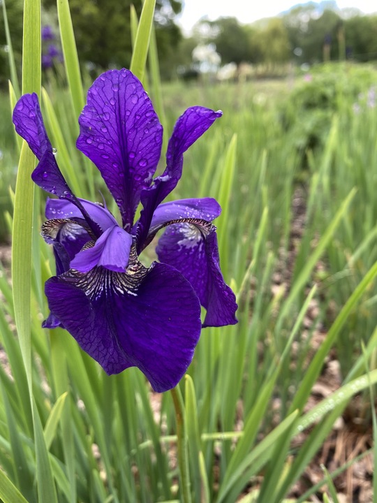Iris 'Royal Blue' (Sib)