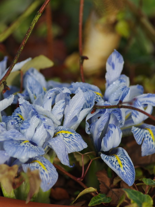 Iris 'Sheila Ann Germaney'