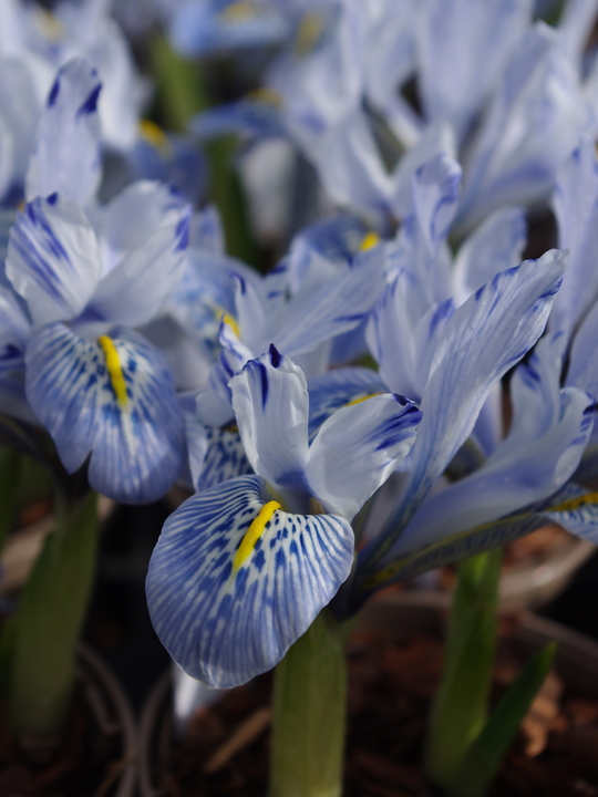 Iris 'Sheila Ann Germaney'