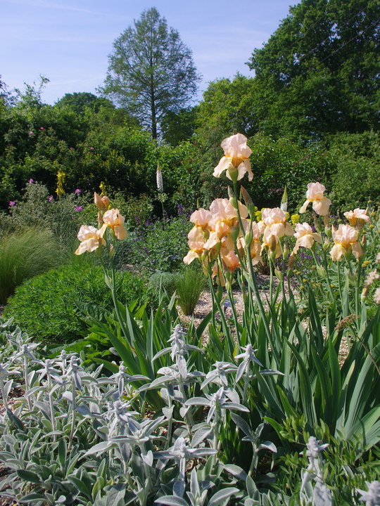 Iris 'Strathmore'