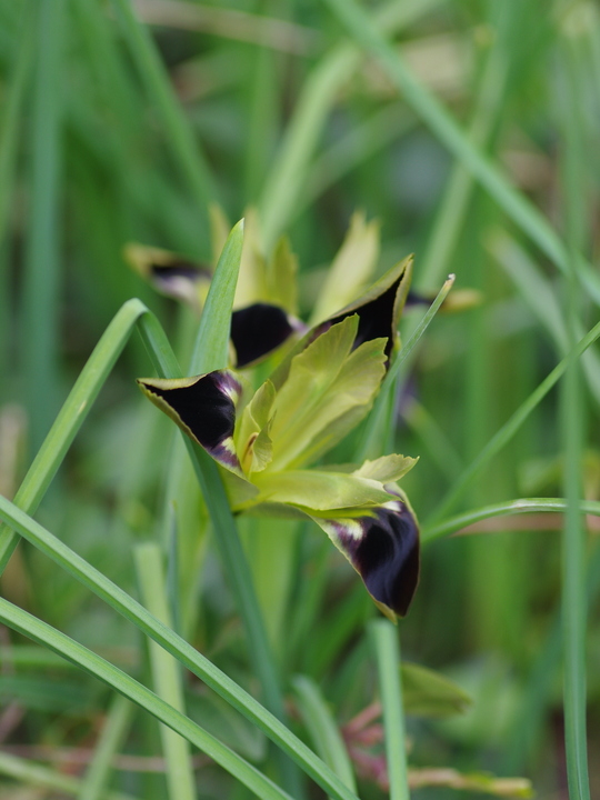 Iris tuberosa