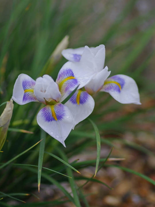 Iris unguicularis 'Peloponnese Snow'