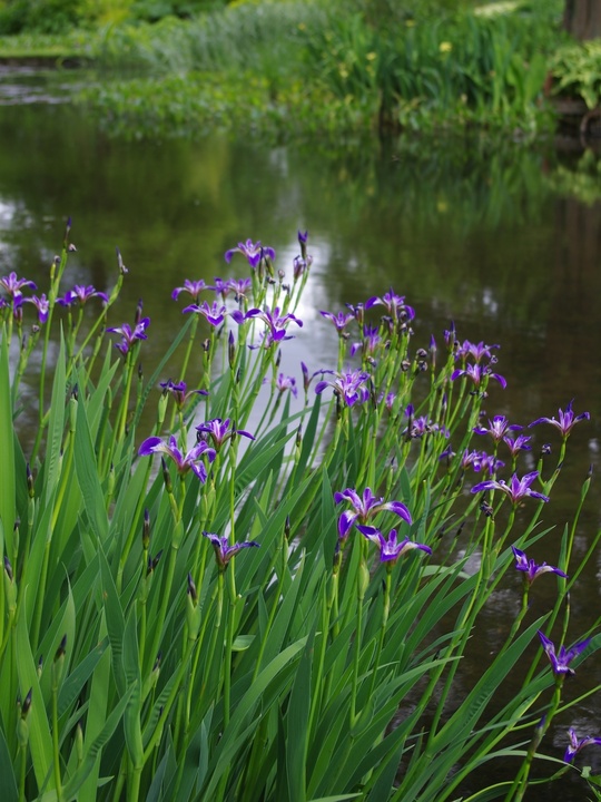Iris versicolor