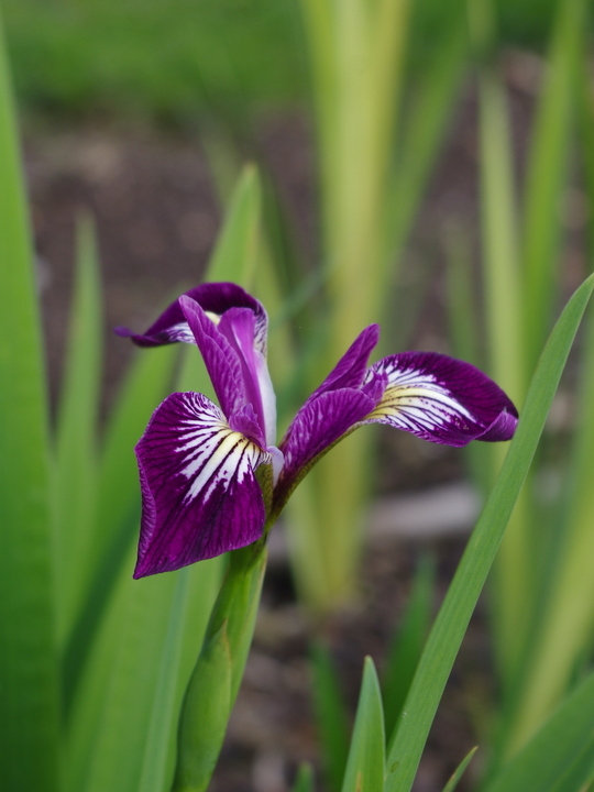 Iris versicolor 'Kermesina'