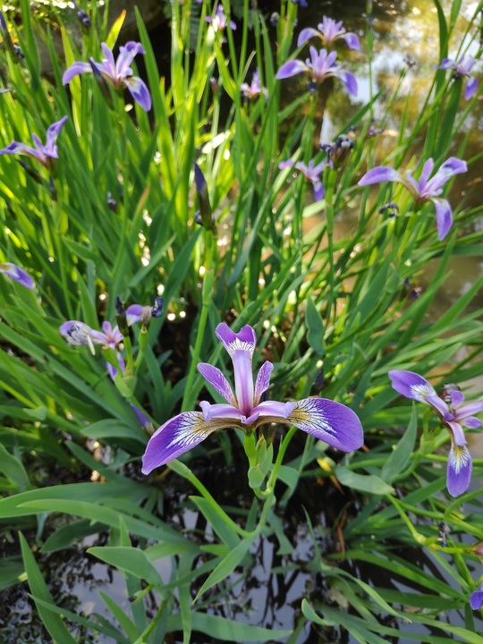 Damp Areas Iris Versicolor The Beth Chatto Gardens