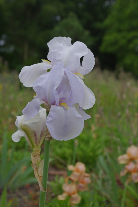 Iris 'White City'