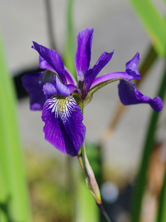 Iris x robusta 'Dark Aura'