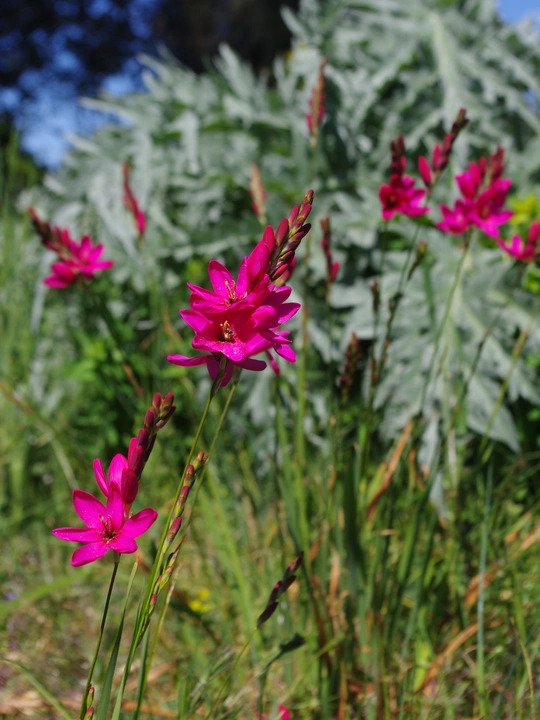 Ixia 'Mabel' (5xDB)