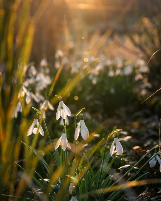 Galanthus 'James Backhouse' x3 bulbs