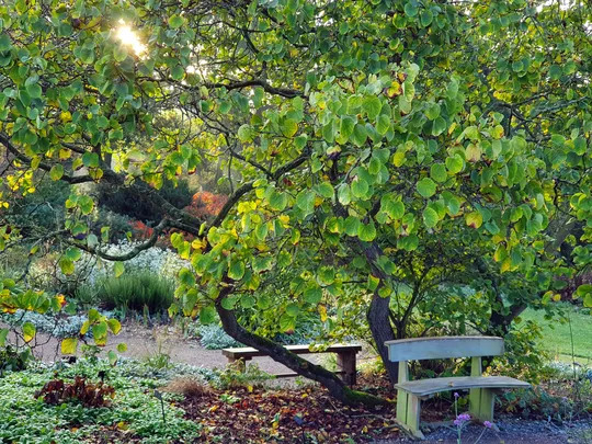 Introduction to Pruning