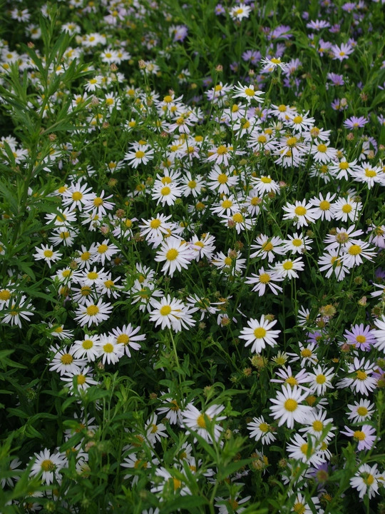 Kalimeris incisa 'Alba'