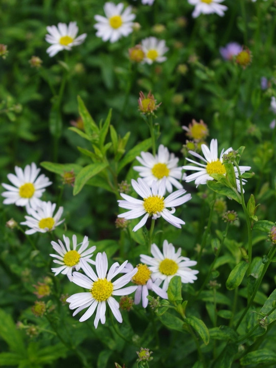 Kalimeris incisa 'Alba'