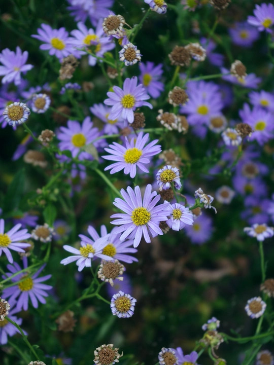 Kalimeris incisa 'Blue Star'