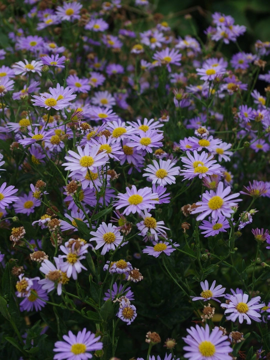 Kalimeris incisa 'Blue Star'