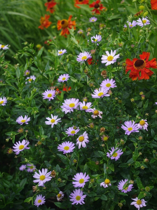 Kalimeris incisa 'Blue Star'