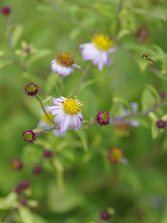 Kalimeris yomena 'Shogun'