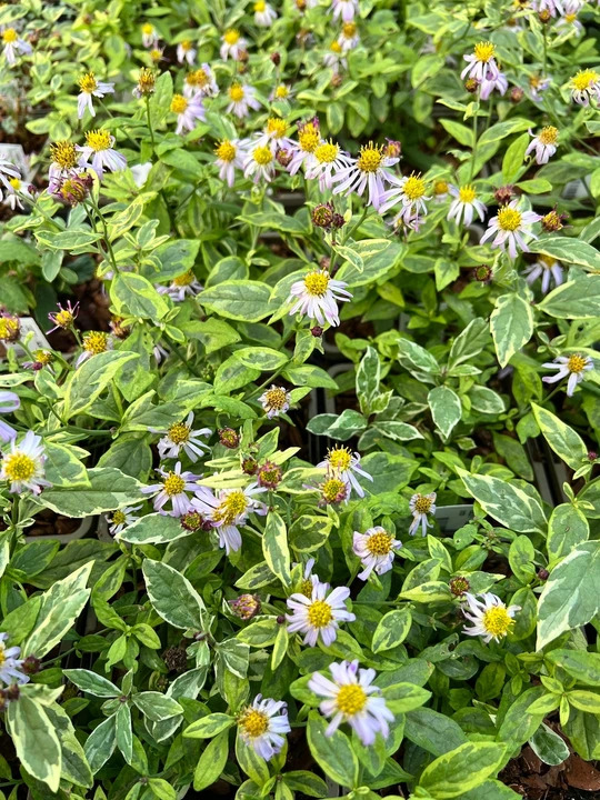 Kalimeris yomena 'Shogun'