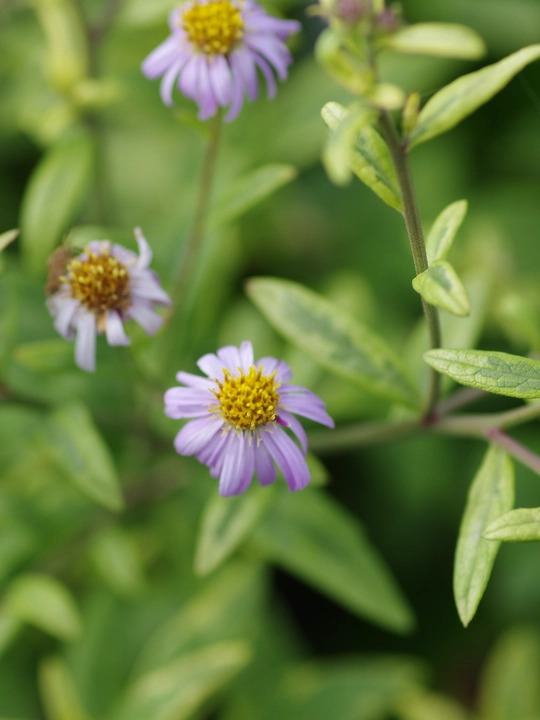 Kalimeris yomena 'Shogun'