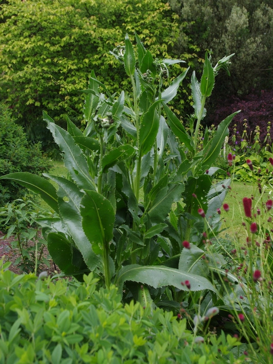 Klasea bulgarica 