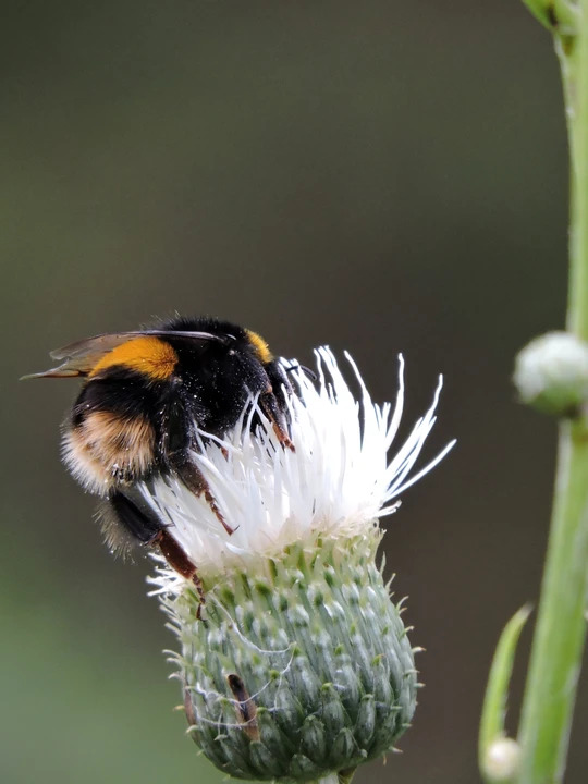 Klasea bulgarica 
