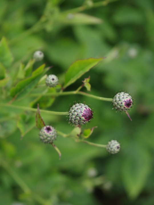 Klasea radiata subsp. gmelinii