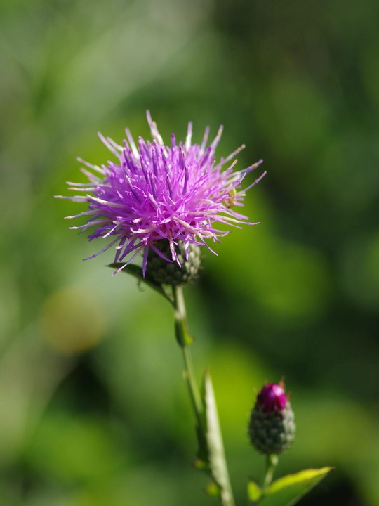 Klasea radiata subsp. gmelinii