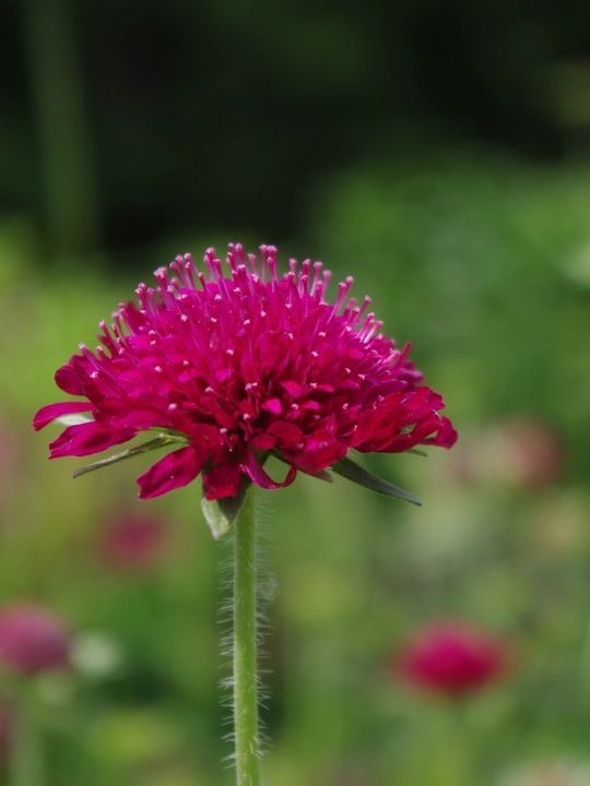 Knautia macedonica