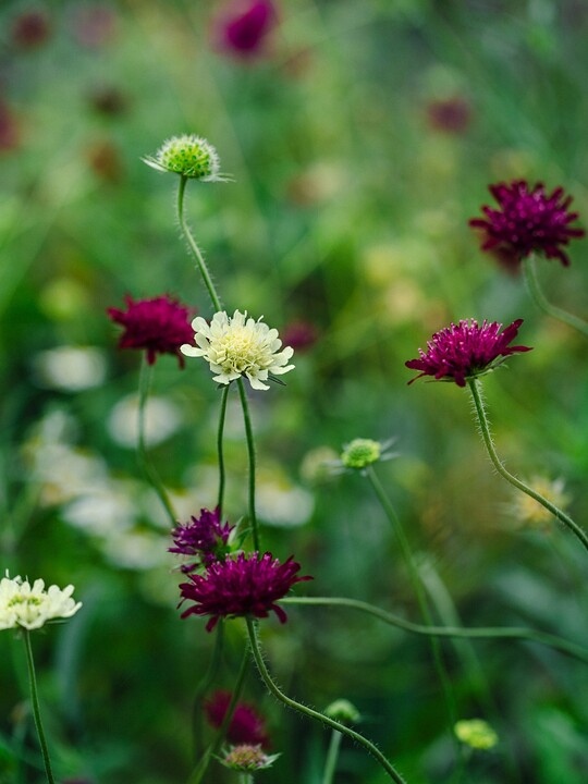 Knautia macedonica