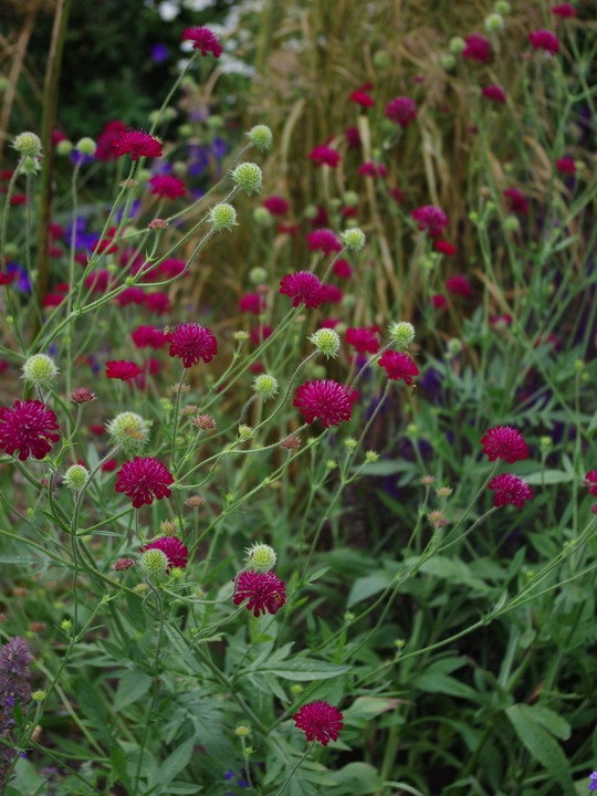 Knautia macedonica