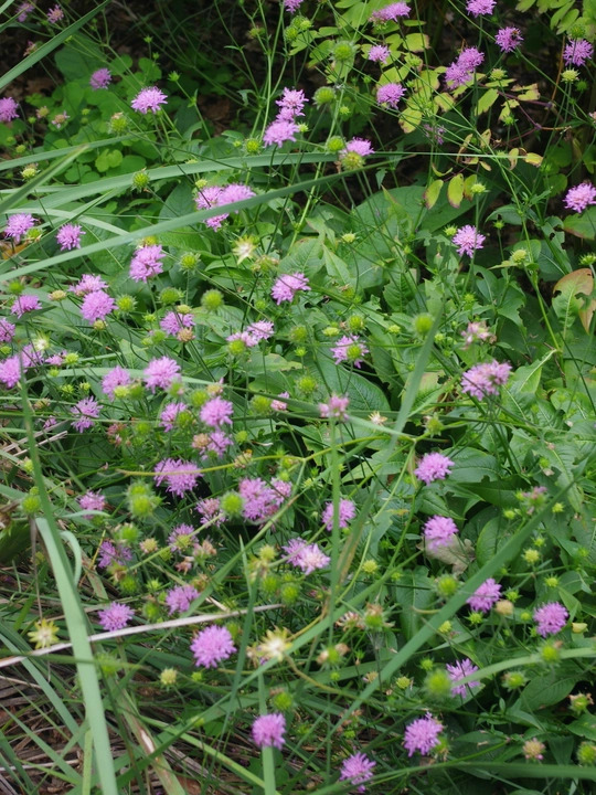 Knautia sarajevensis 