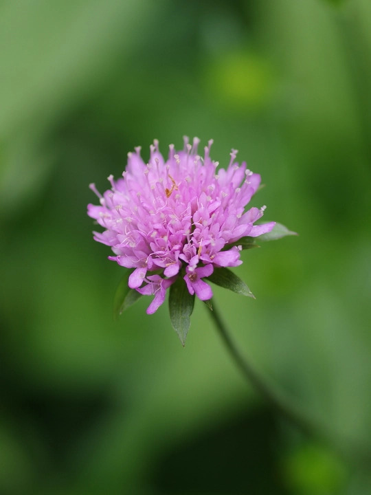Knautia sarajevensis 