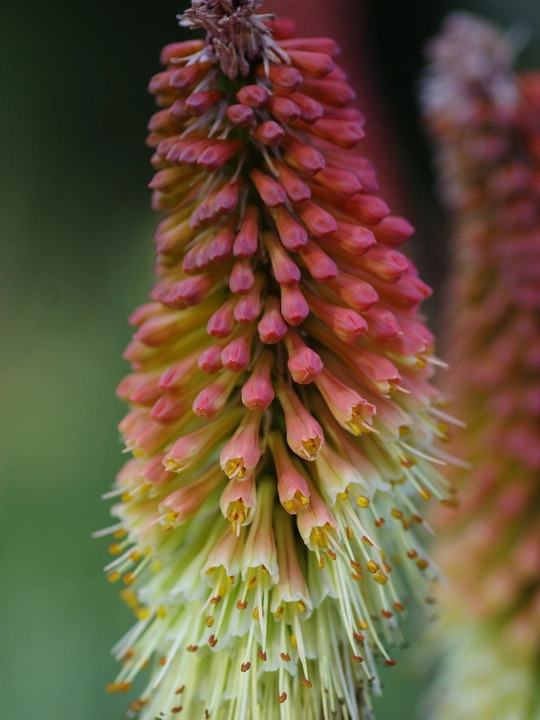 Kniphofia caulescens (BH5020)
