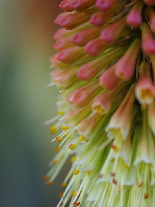 Kniphofia caulescens (BH5020)