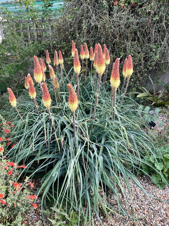Kniphofia caulescens (BH5020)