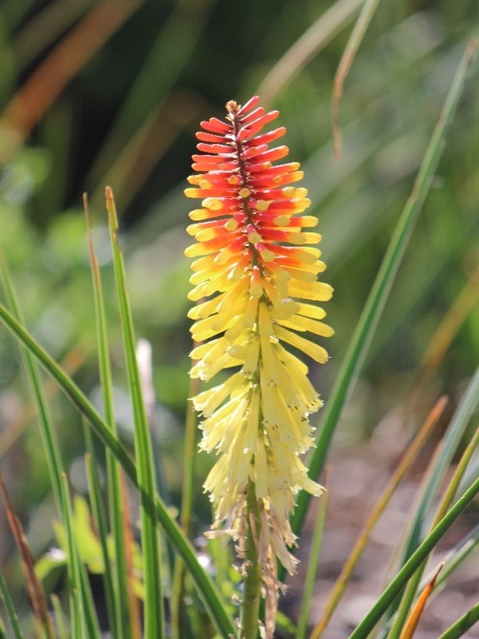 Kniphofia 'Flaming Torch'