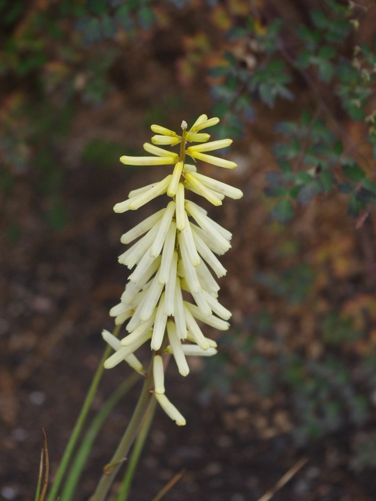 Kniphofia 'Little Maid'