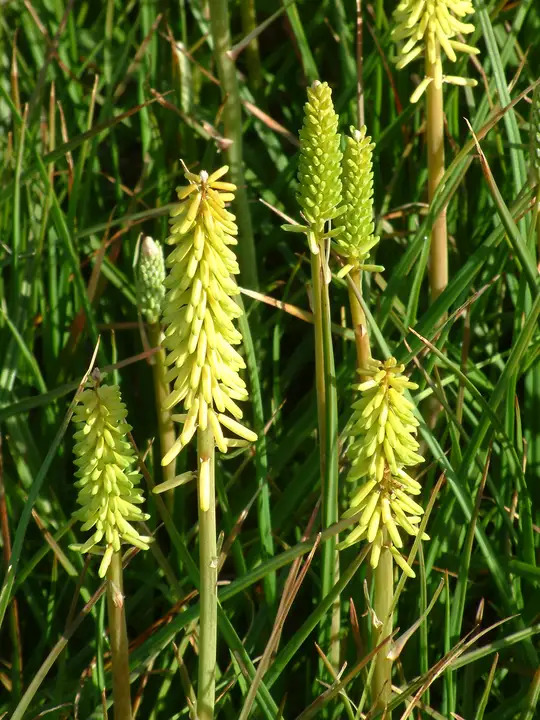 Kniphofia 'Little Maid'